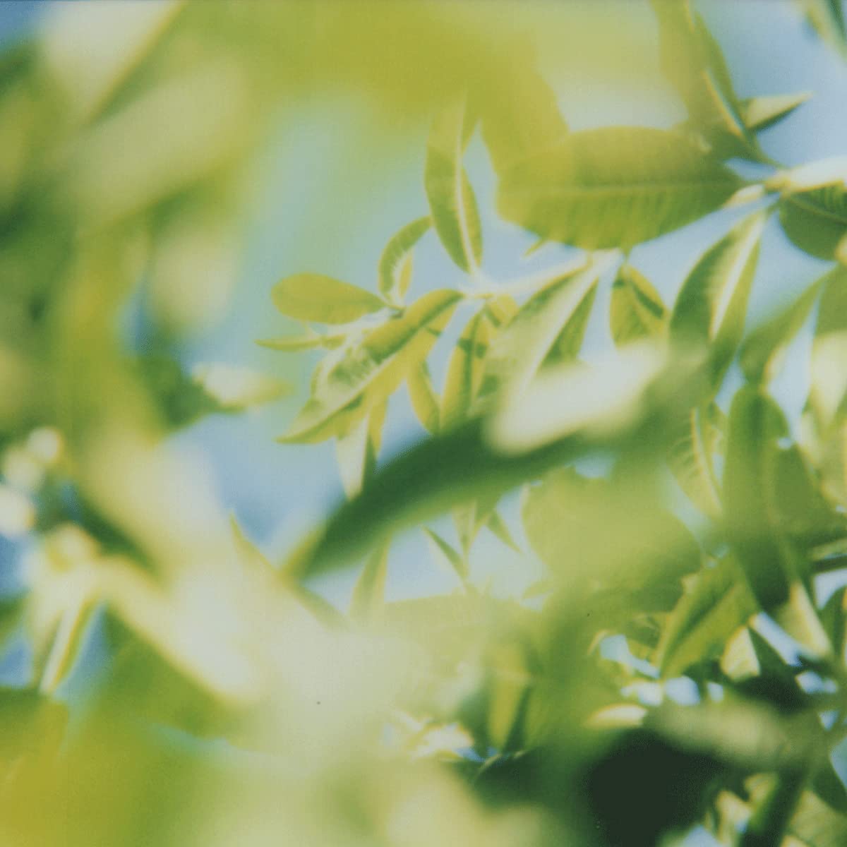 L'OCCITANE Body Lotion: Moisturizing With Shea Butter, Softening, Visibly Firmer-Looking Skin, Made in France, Almond Milk Veil, Noble Epine, Barbotine, Cherry Blossom, Lavender, Rose and Verbena