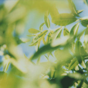 L'OCCITANE Body Lotion: Moisturizing With Shea Butter, Softening, Visibly Firmer-Looking Skin, Made in France, Almond Milk Veil, Noble Epine, Barbotine, Cherry Blossom, Lavender, Rose and Verbena