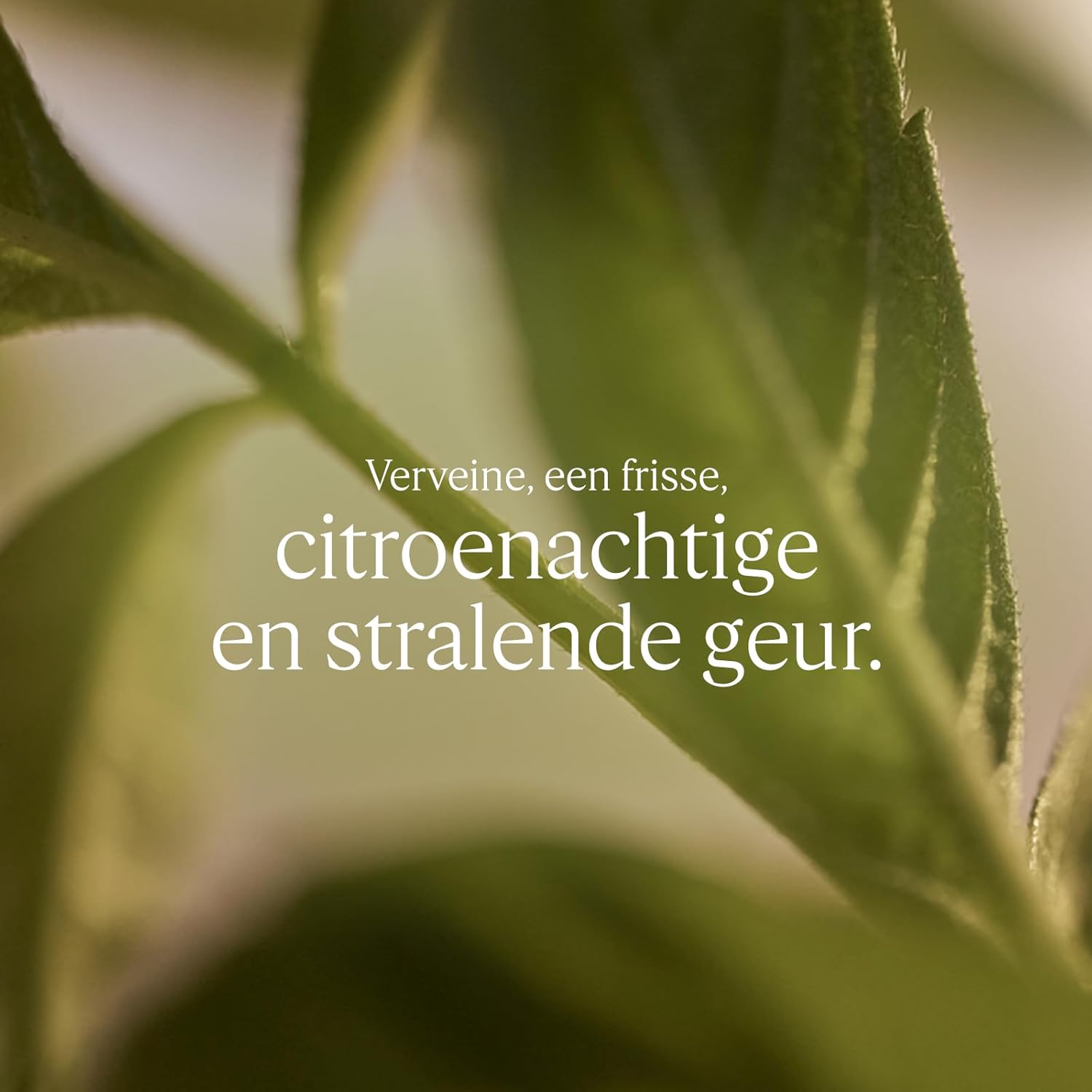 L'OCCITANE Body Lotion: Moisturizing With Shea Butter, Softening, Visibly Firmer-Looking Skin, Made in France, Almond Milk Veil, Noble Epine, Barbotine, Cherry Blossom, Lavender, Rose and Verbena