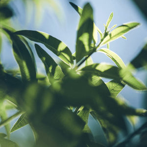 L’OCCITANE Cleansing Bath & Shower Gel: Lavender, Citrus Verbena, Verbena, Men's, Rose, Neroli & Orchidee, Herbae, Gently Cleanse and Delicately Perfume the Skin, Made in France